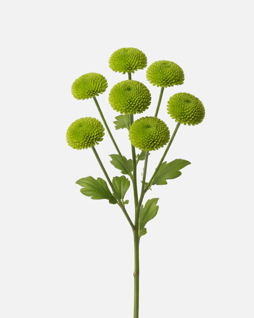Buttons Poms Green