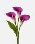Mini Calla Purple