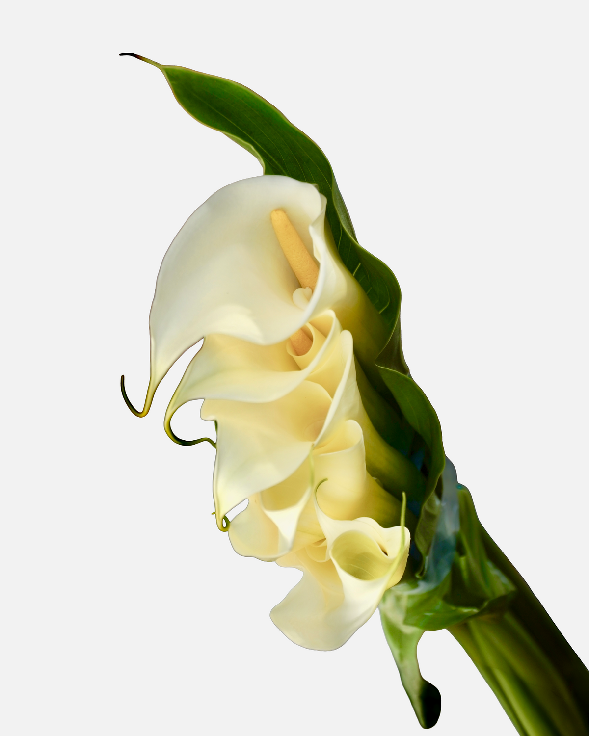 Calla White Open Cut