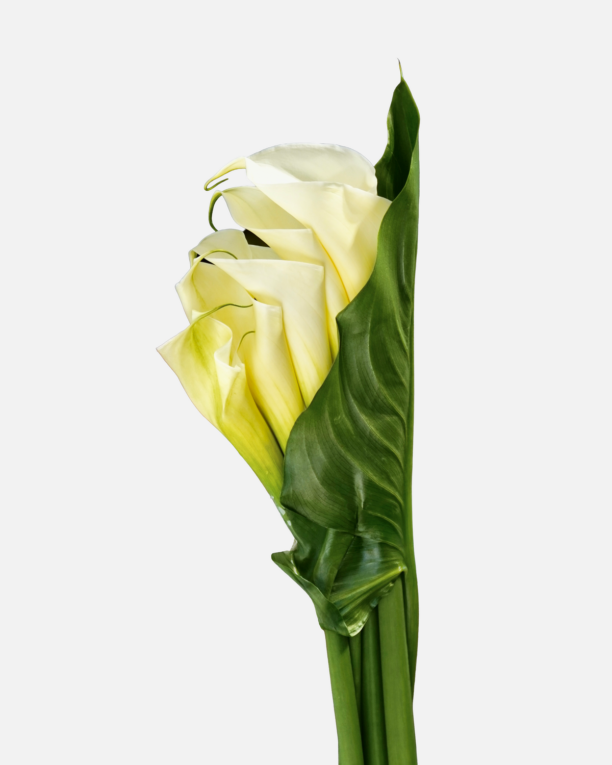 Calla White Open Cut