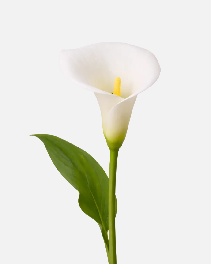 Calla White