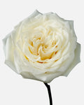 Candle Light Roses White Long