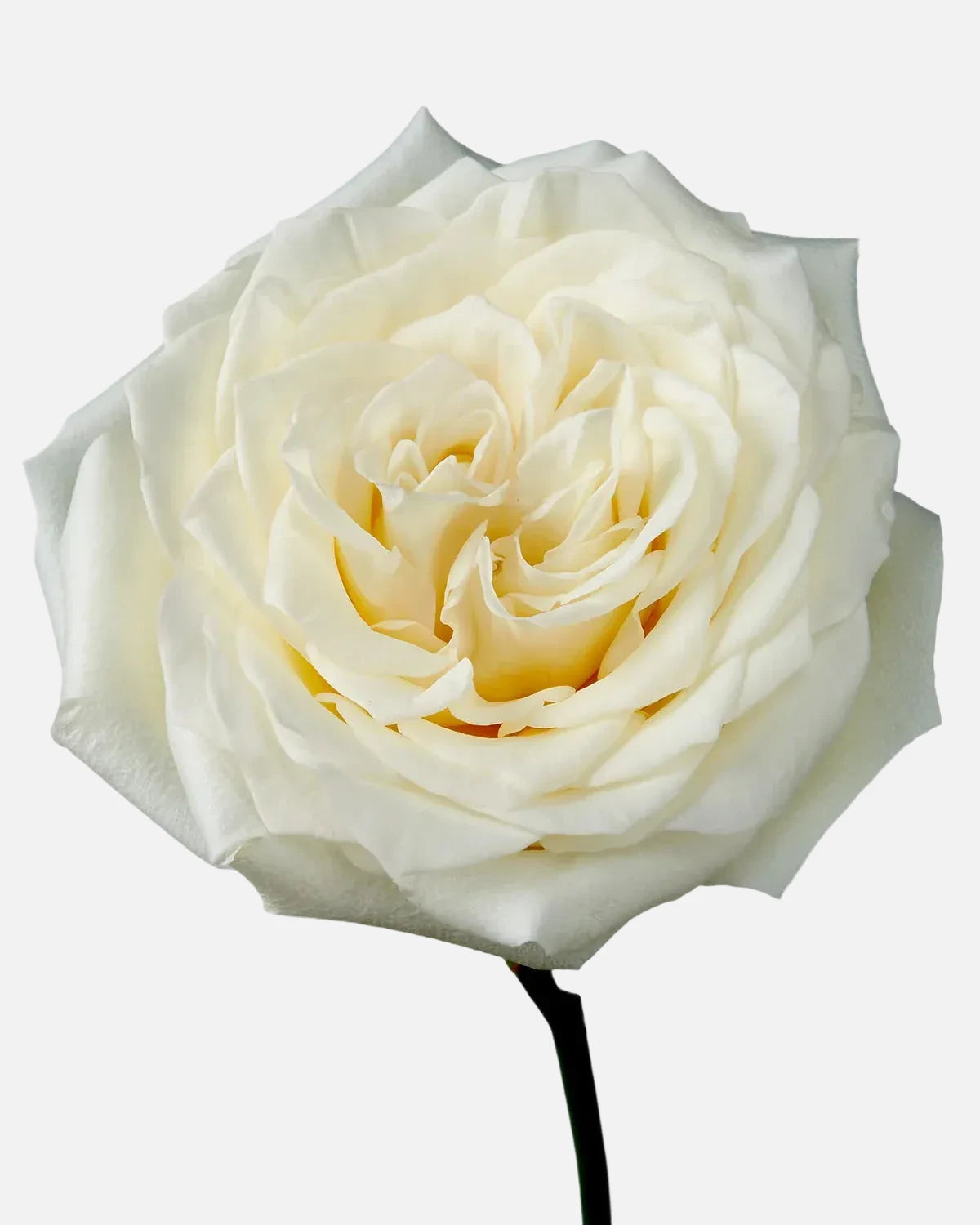 Candle Light Roses White Long