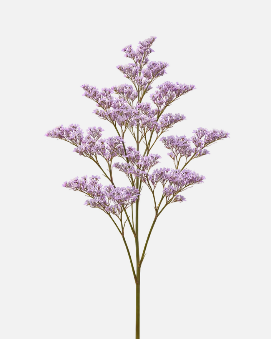 Caspia Morada