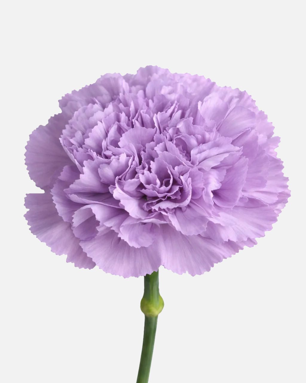 Carnations Lavender