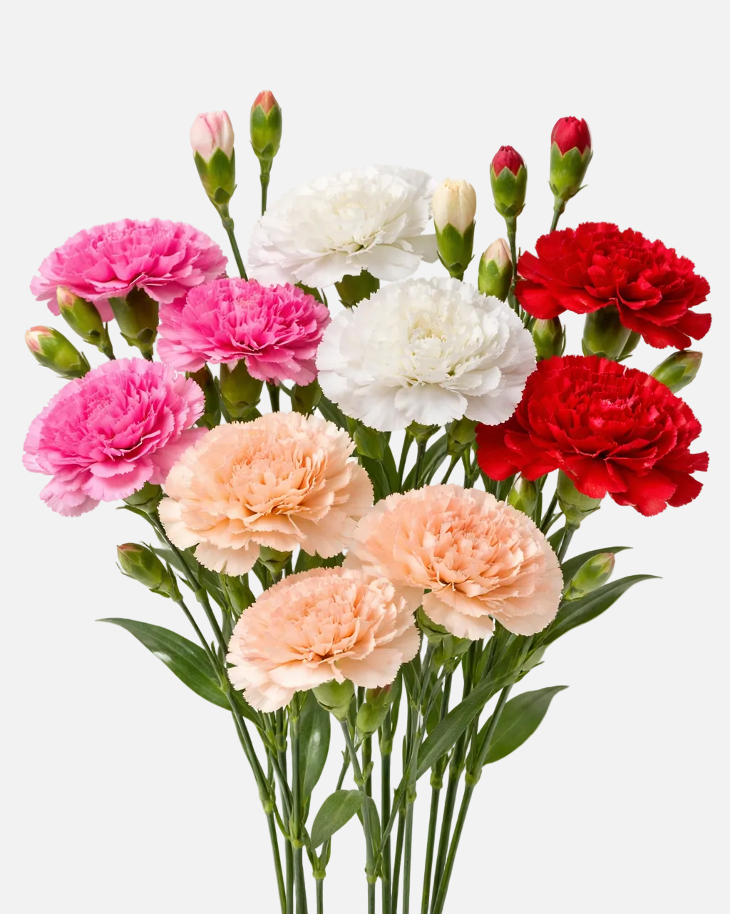 Carnations Assorted Box
