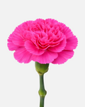 Carnations Hot Pink