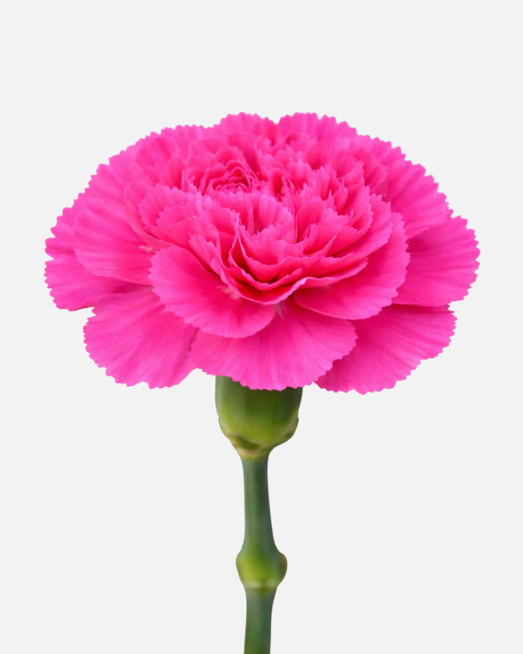 Carnations Hot Pink