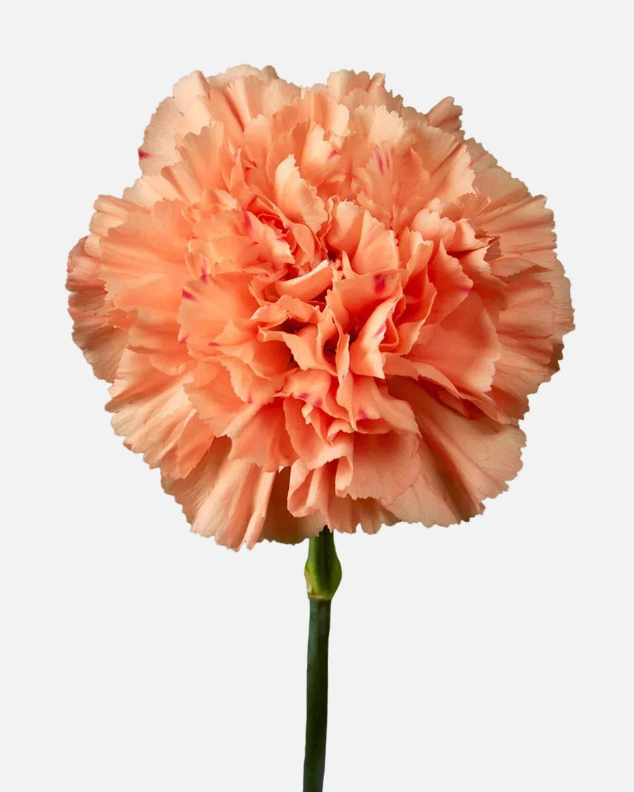Claveles Naranja