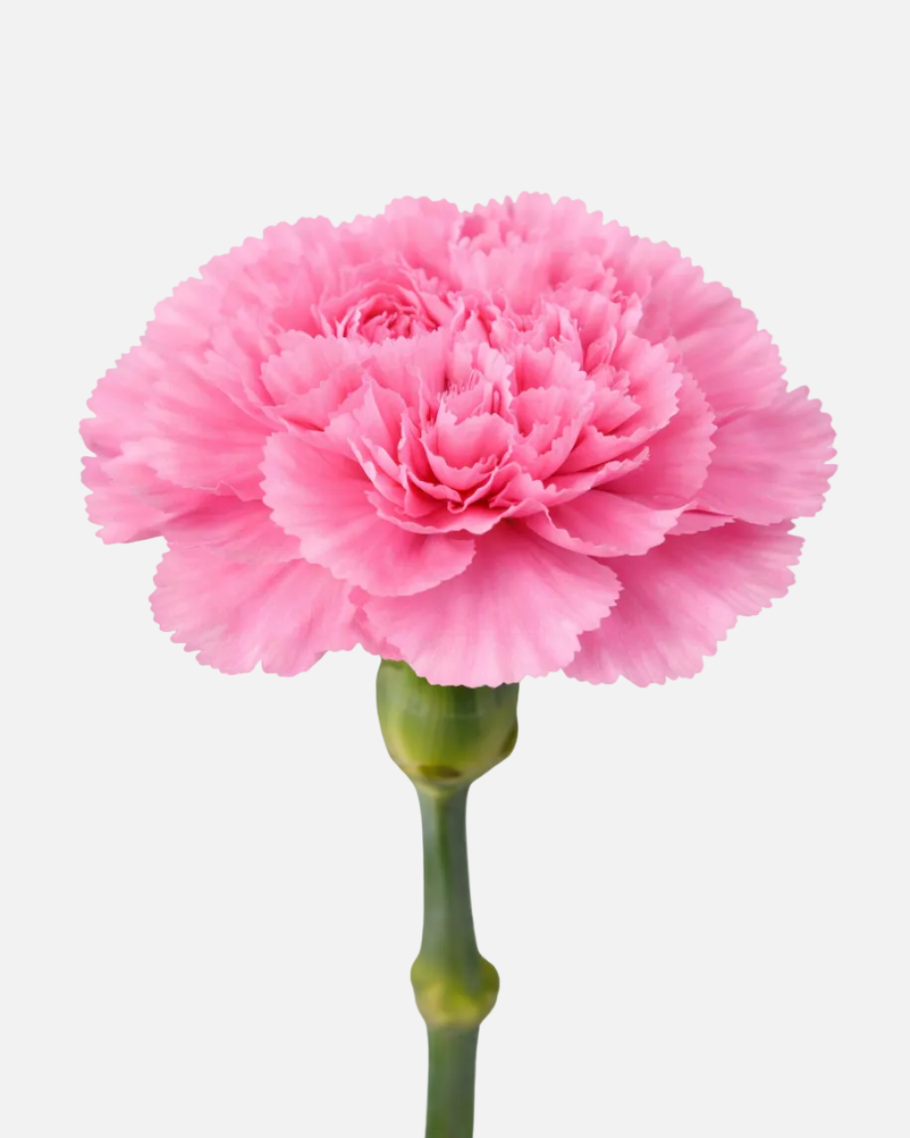 Carnations Pink