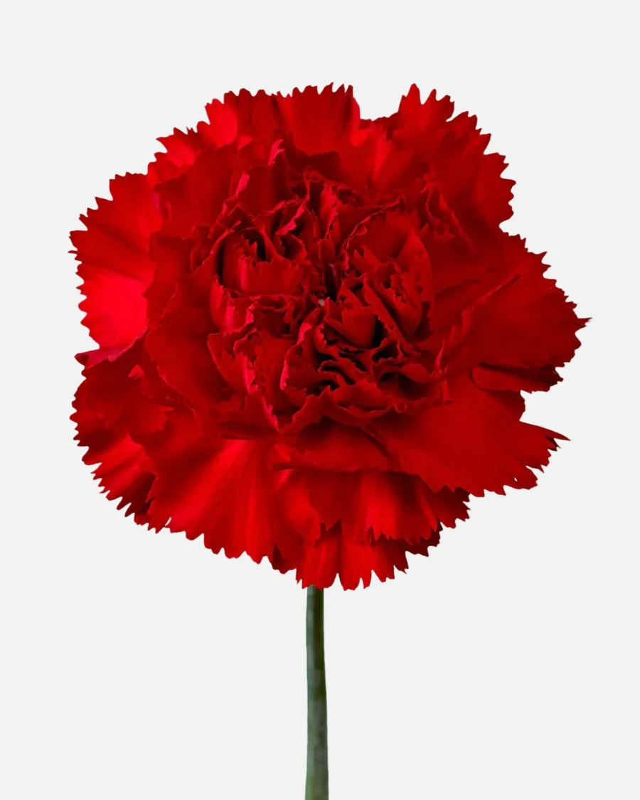 Claveles Rojos