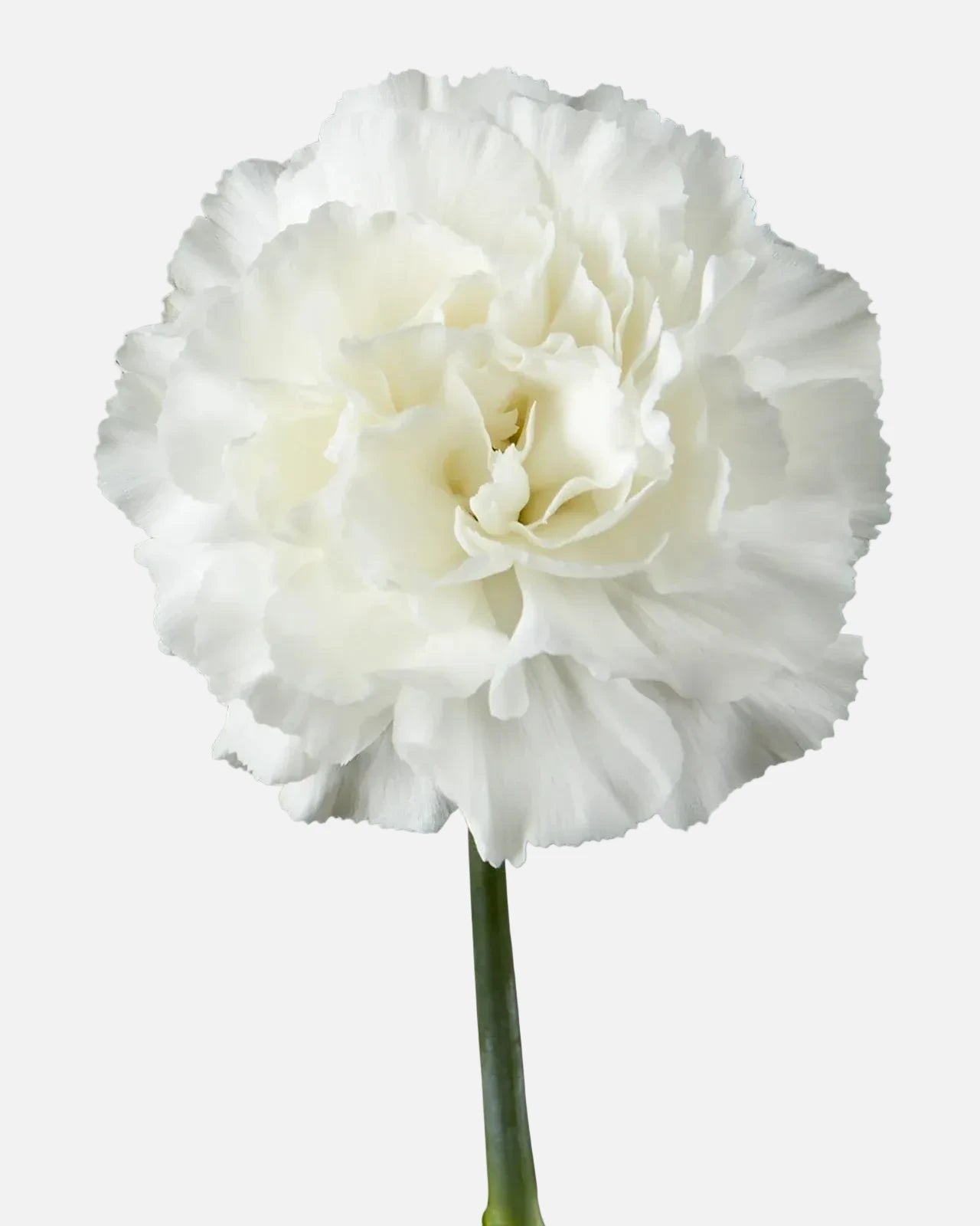 Carnations White