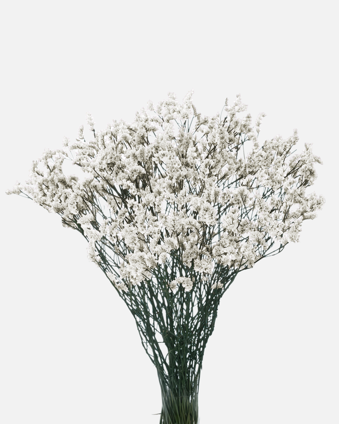 Caspia Blanca