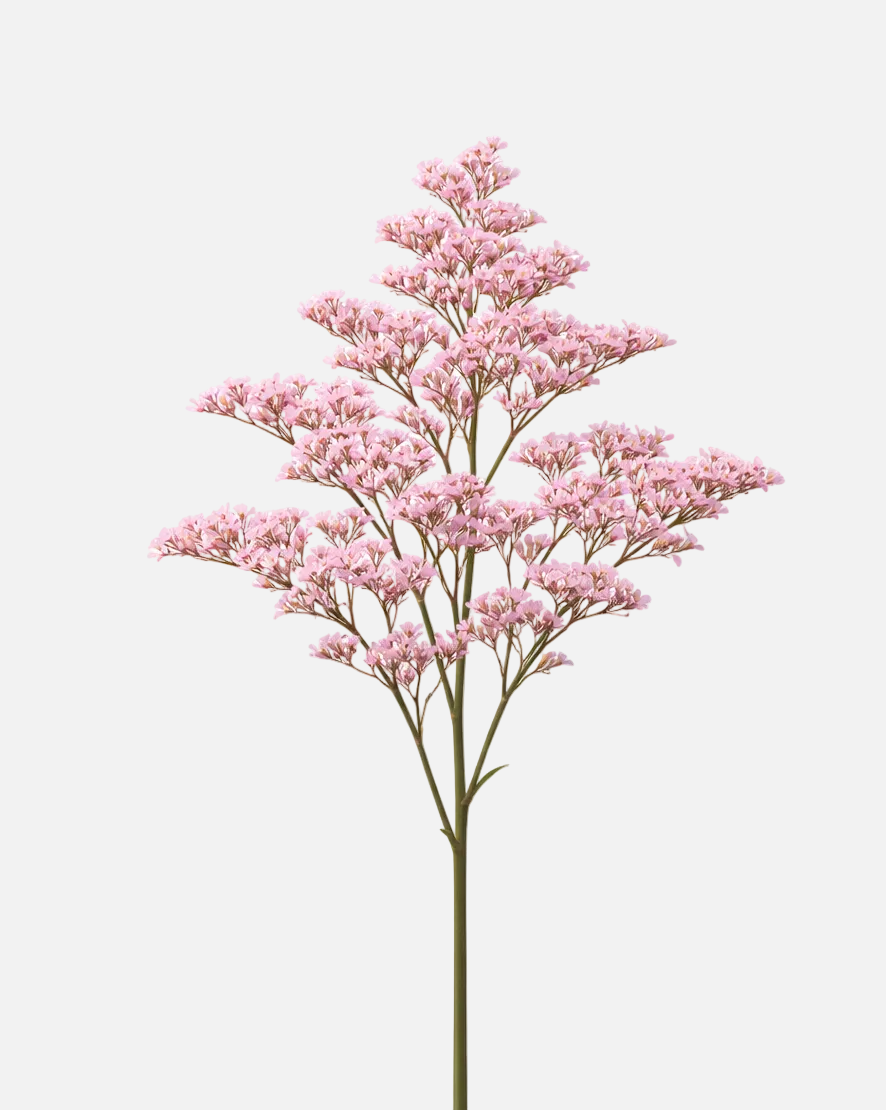 Rosa Caspia