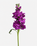 Stock Purple