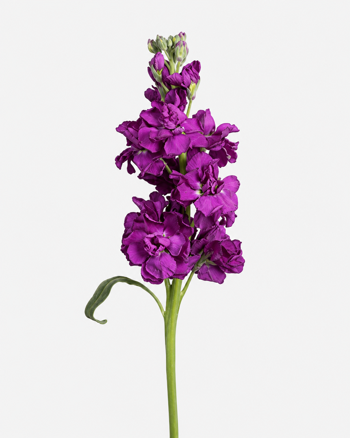 Stock Purple