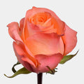 Confidential Roses Orange Long