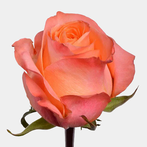 Confidential Roses Orange Long