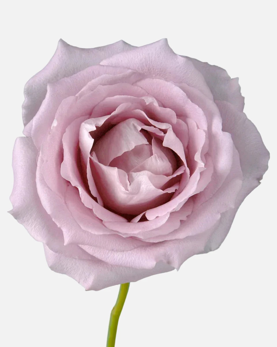 Cool Down Roses Lavender Long