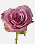 Cool Water Roses Lavender Short