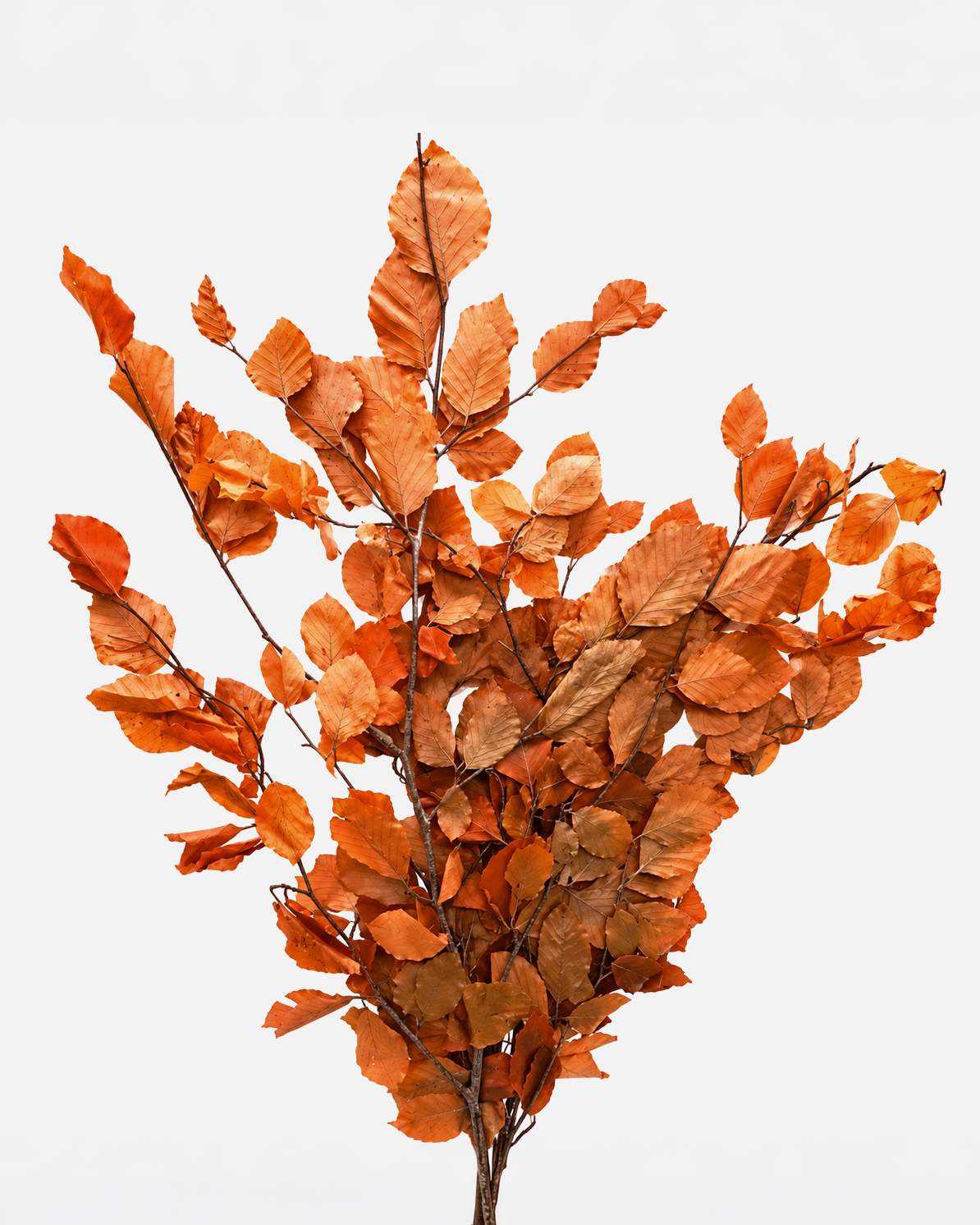 Copper Orange Leaves