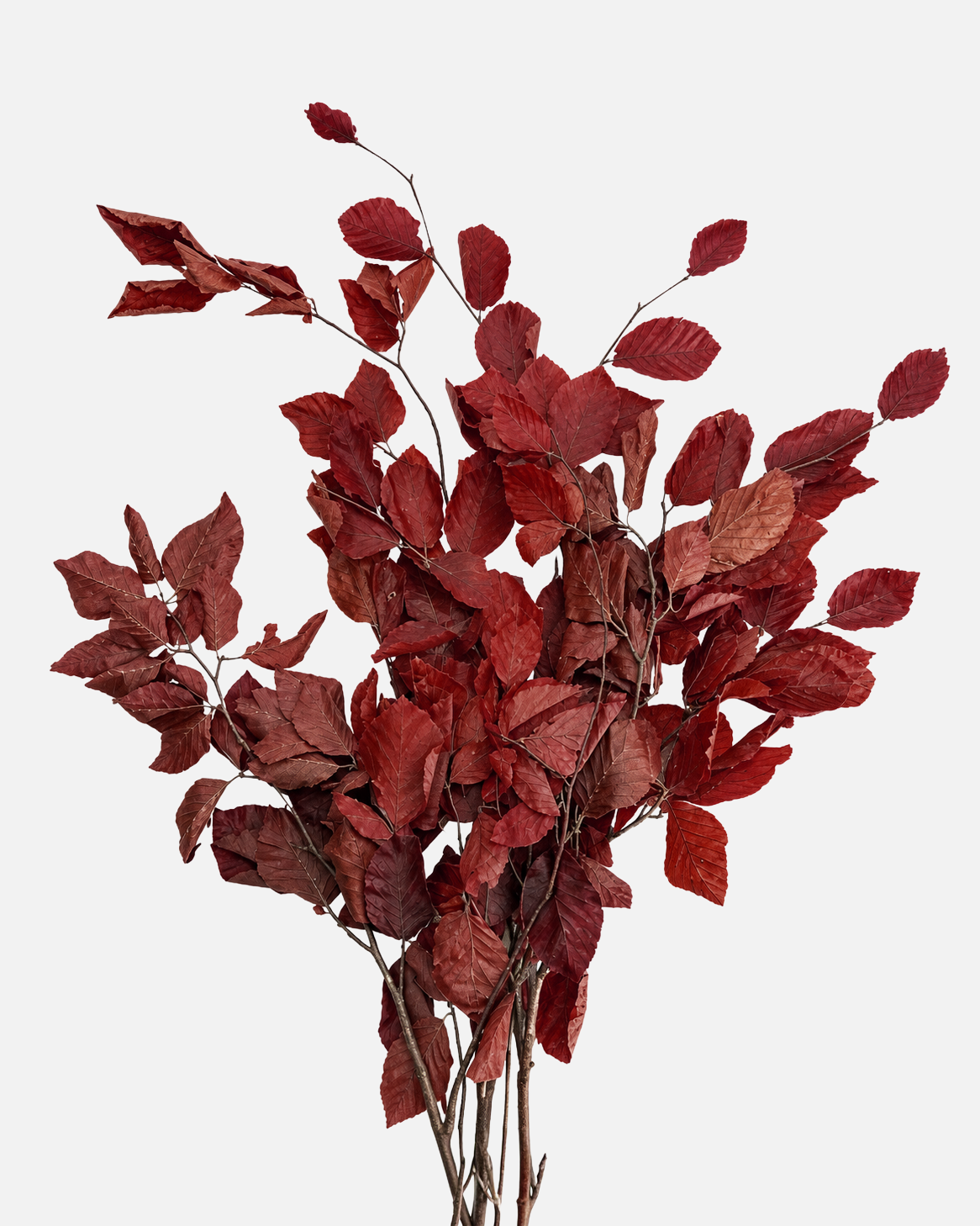 Copper Red Leaves