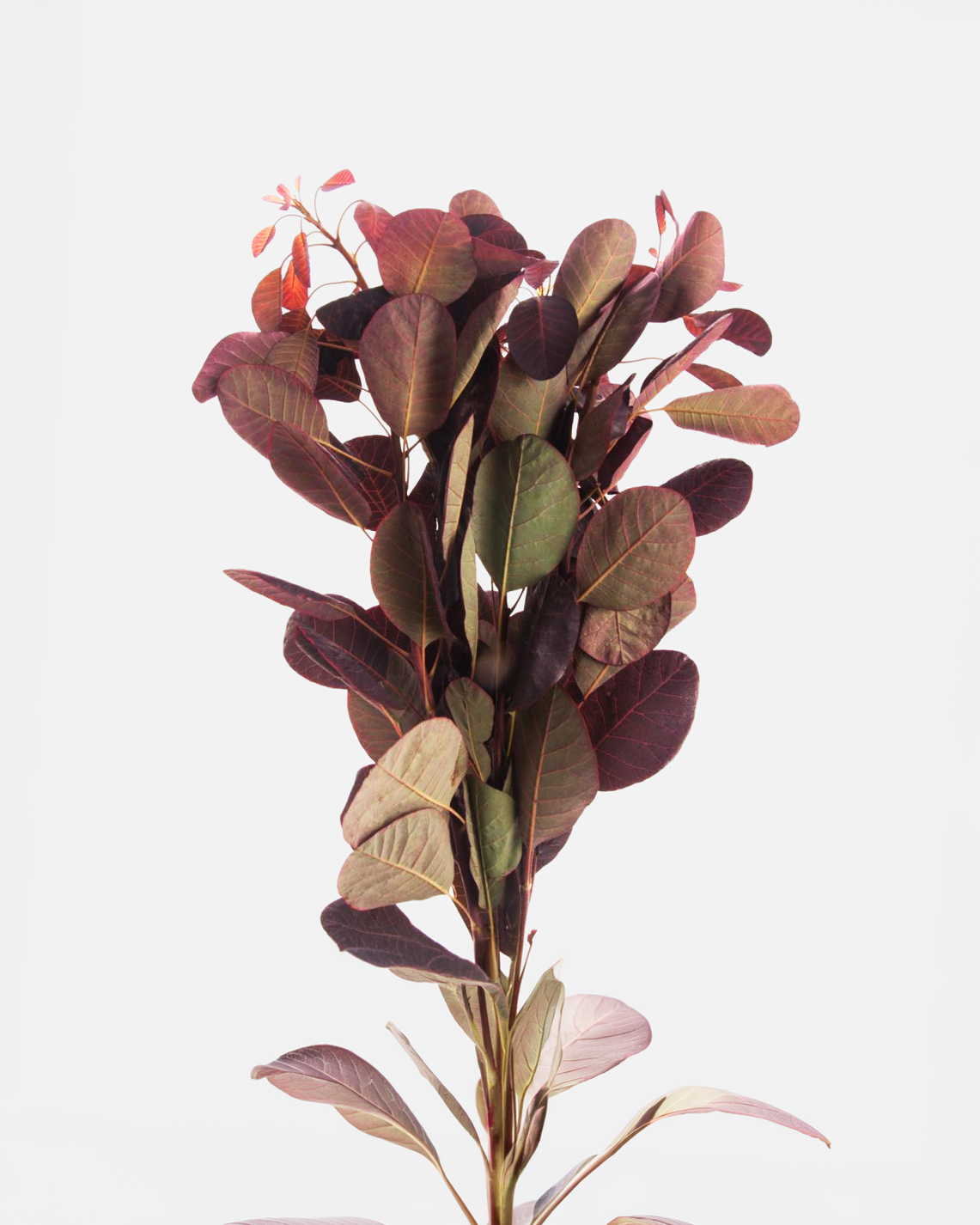 Cotinus Red Leaves Long