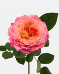 Country Aquarell Roses Long