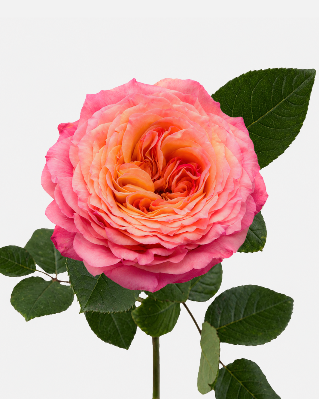 Country Aquarell Roses Long