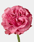 Country Blues Garden Roses Long
