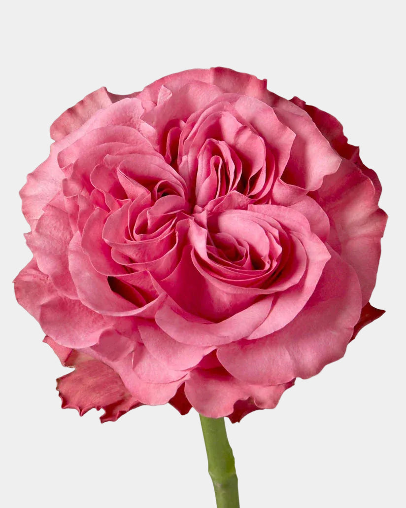 Country Blues Garden Roses Long