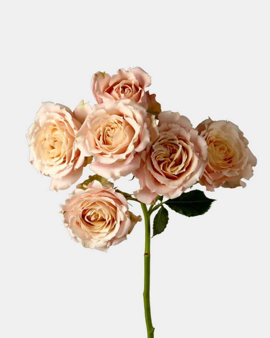 Rosas spray Cream Sahara