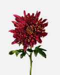 Cremone Burgundy