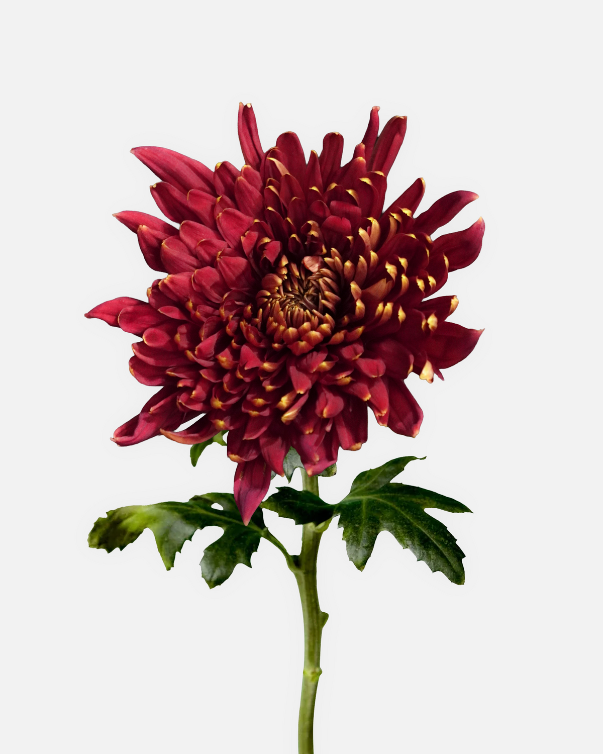 Cremone Burgundy