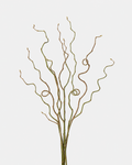 Curly Willow Tips