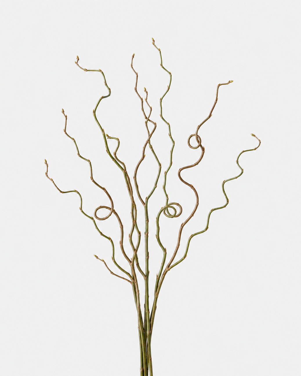 Curly Willow Tips