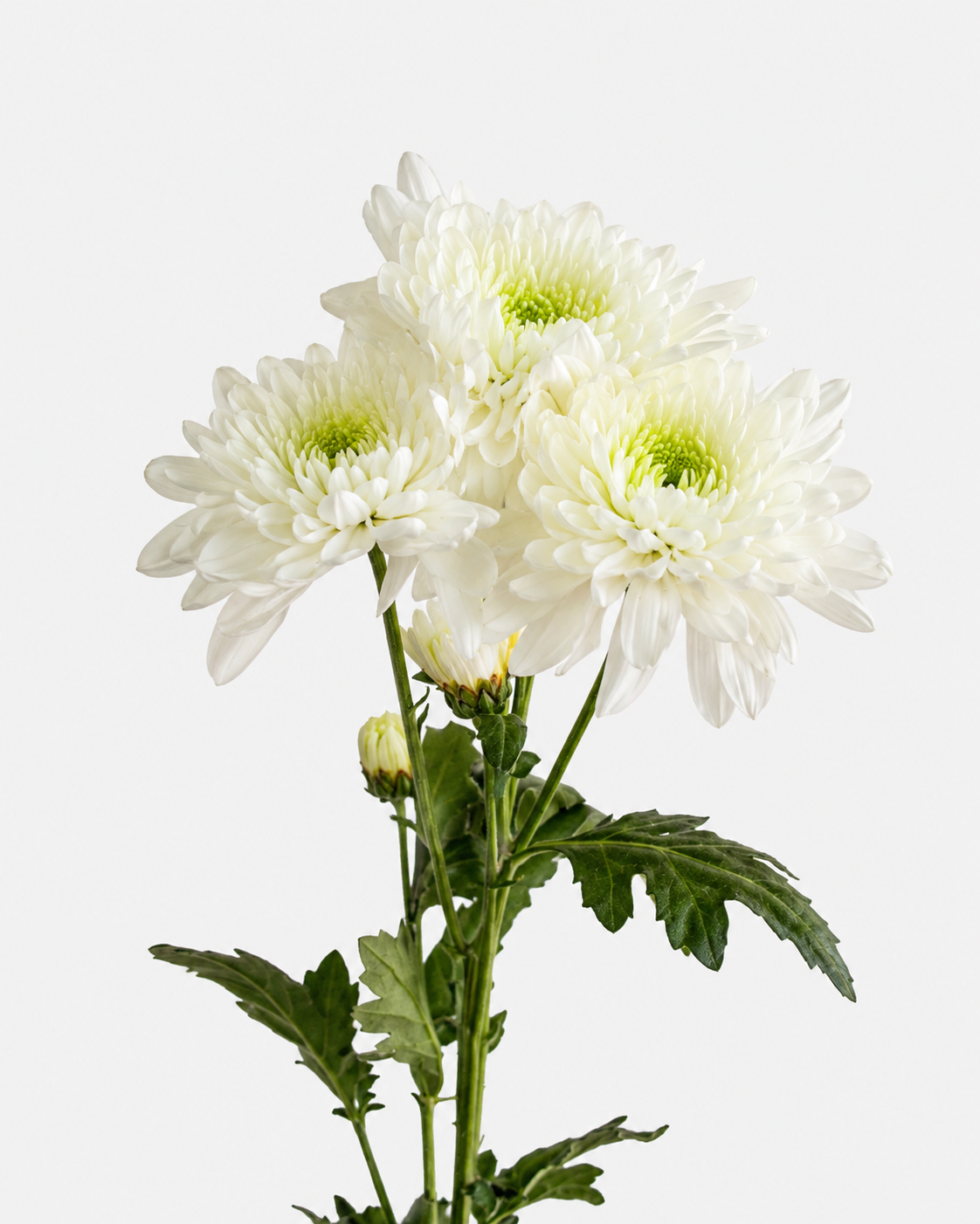 Cushion Poms White