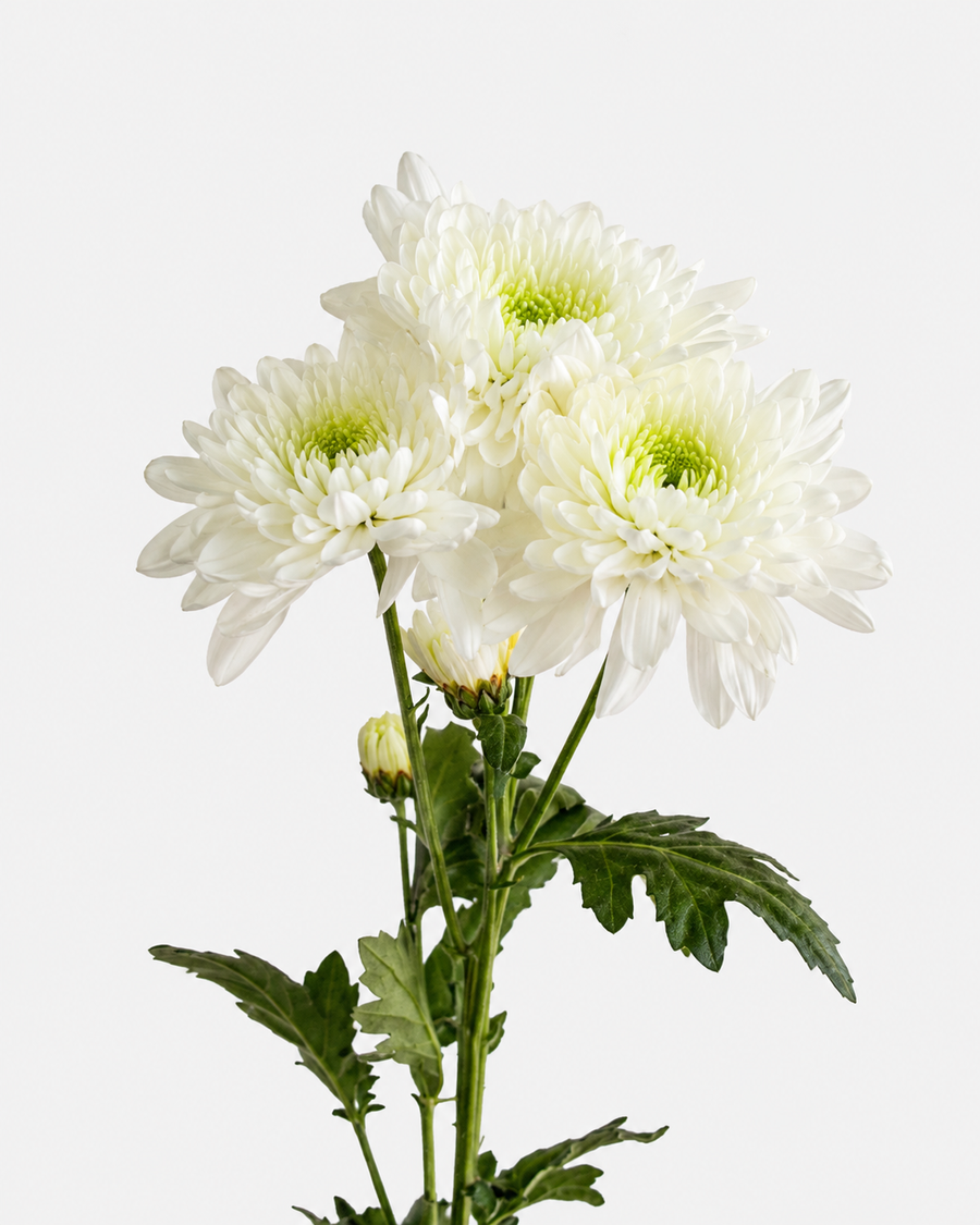 Pompones de colchón blancos