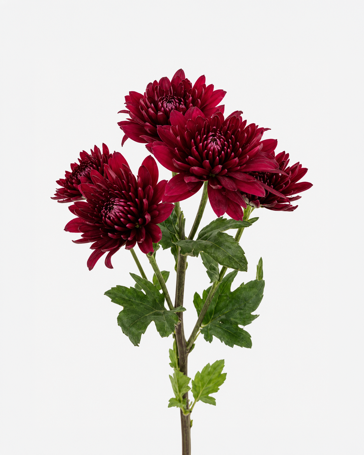Cushion Poms Burgundy