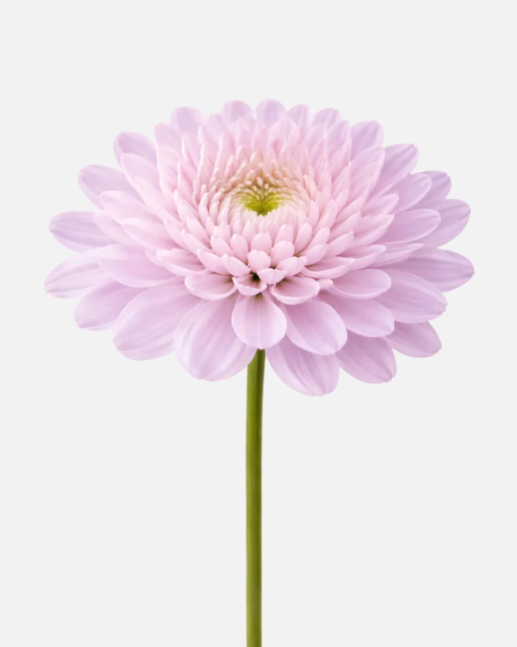 Cushion Poms Lavender