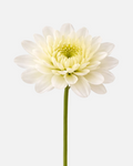 Cushion Poms White