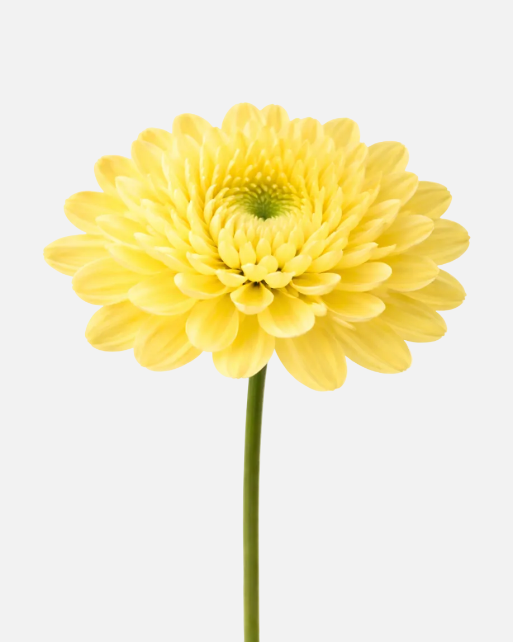 Cushion Poms Yellow