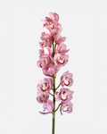 Cymbidium rosa