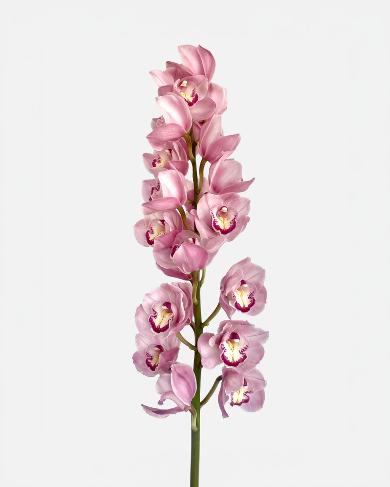 Cymbidium rosa