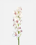 Cymbidium blanco