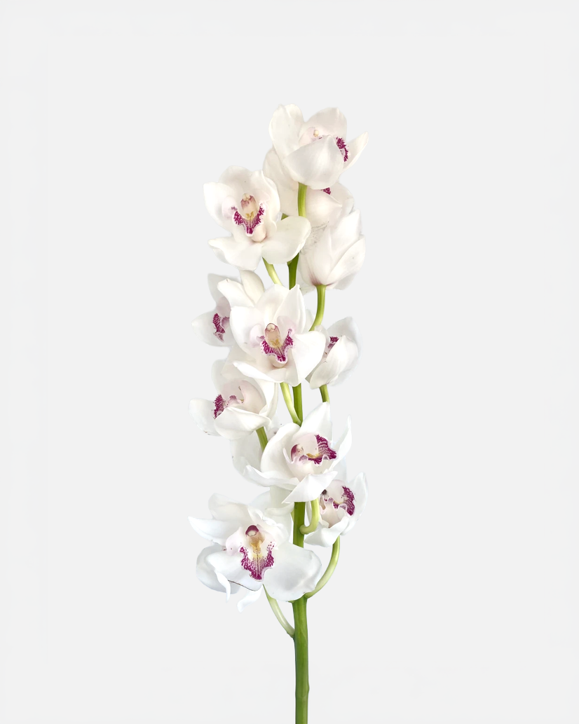 Cymbidium blanco
