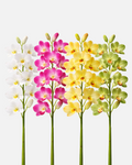 Cymbidium Assorted Box