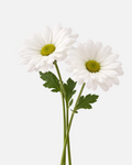 Daisy Poms White