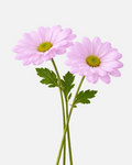 Daisy Poms Lavender