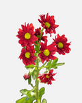 Daisy Red